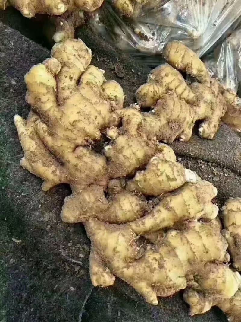 山东优质小黄姜产地直销，货源充足，全国发货，保质保量