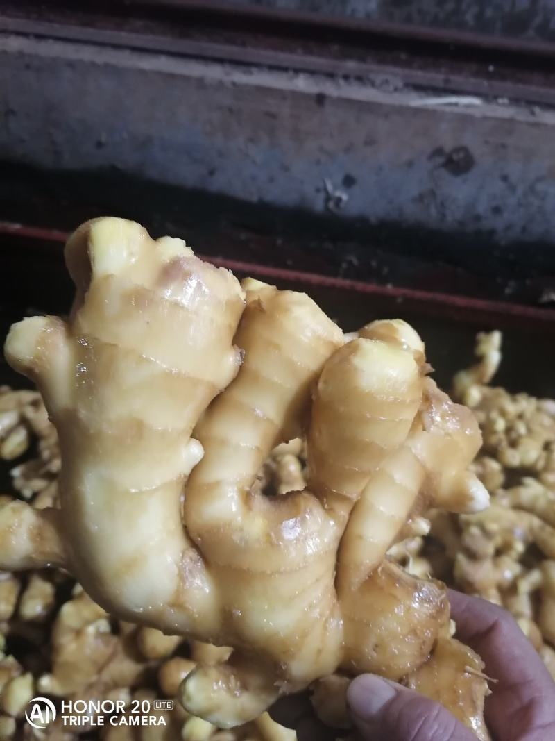 山东优质小黄姜产地直销，货源充足，全国发货，保质保量