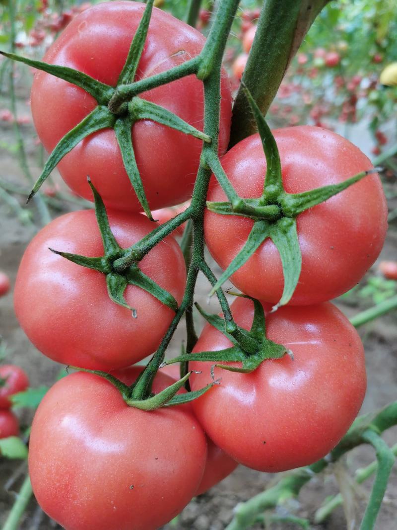 西红柿山东硬粉西红柿量大产地直供对接各大超市批发市场