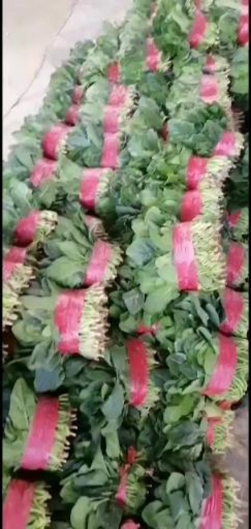 【菠菜】菏泽菠菜小叶菠菜对接食堂工厂电商货打捆装箱