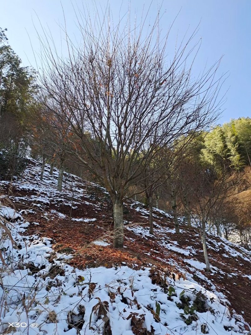 红枫，中国红枫，8公分红枫，10公分红枫，15公分红枫