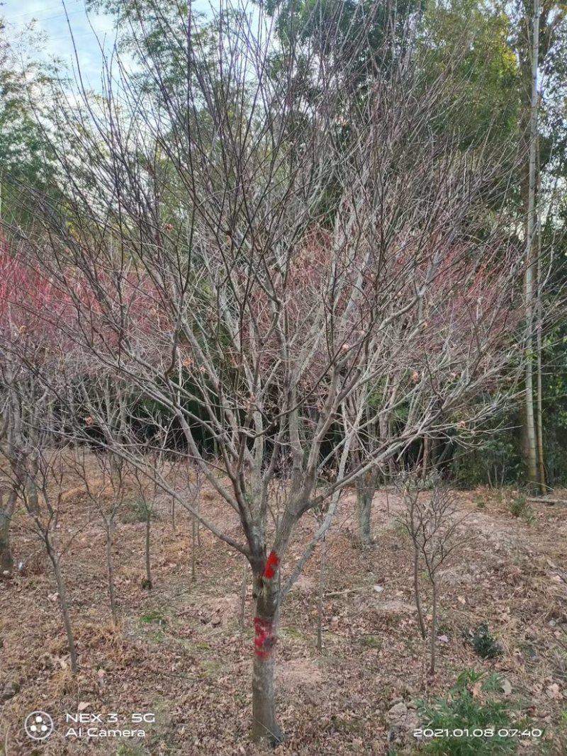 红枫，中国红枫，8公分红枫，10公分红枫，15公分红枫