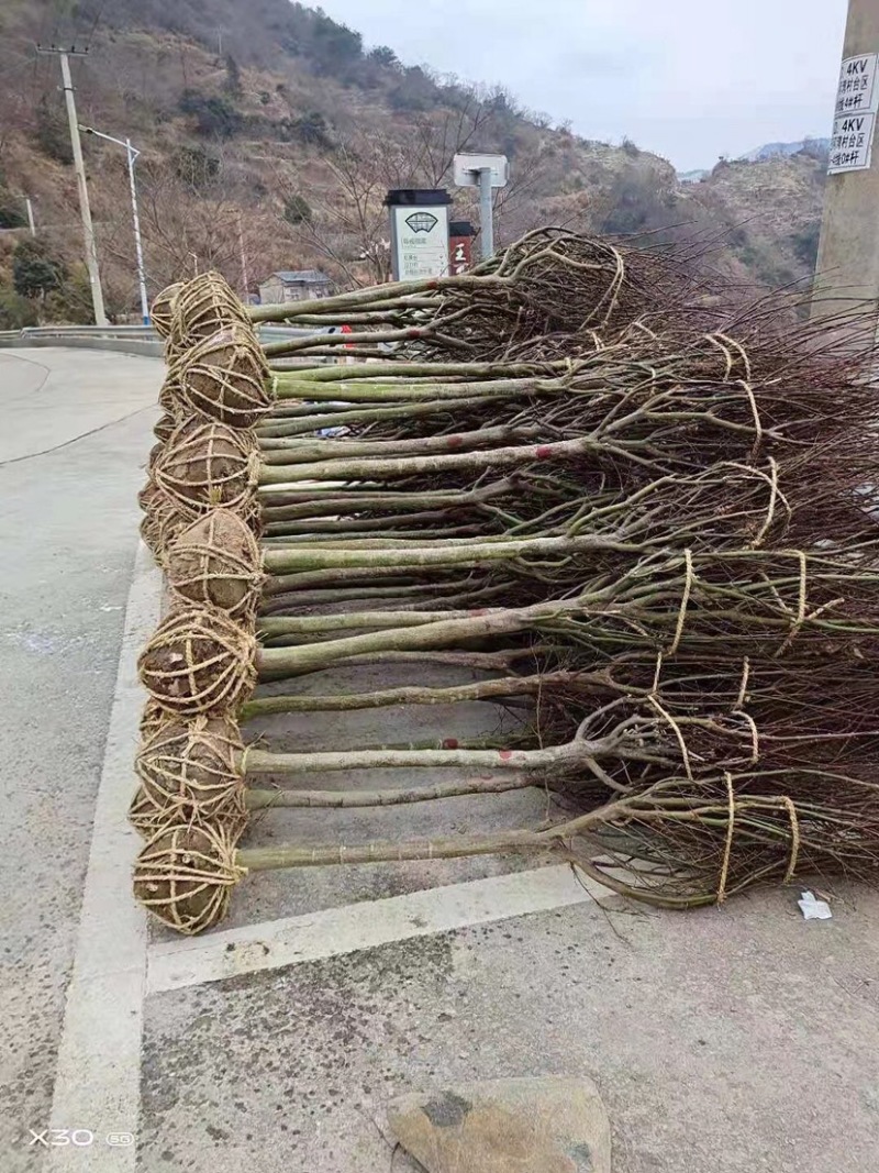 红枫，中国红枫，8公分红枫，10公分红枫，15公分红枫