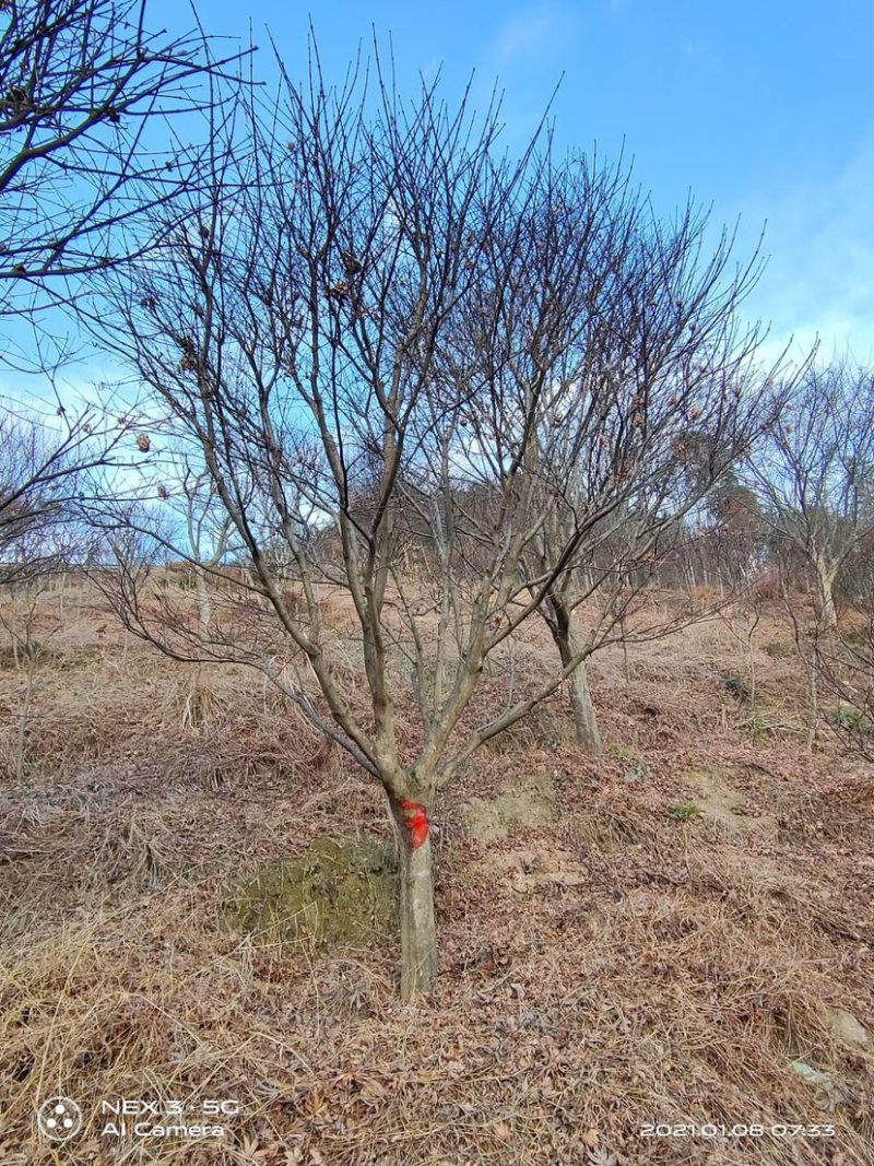 红枫，中国红枫，8公分红枫，10公分红枫，15公分红枫