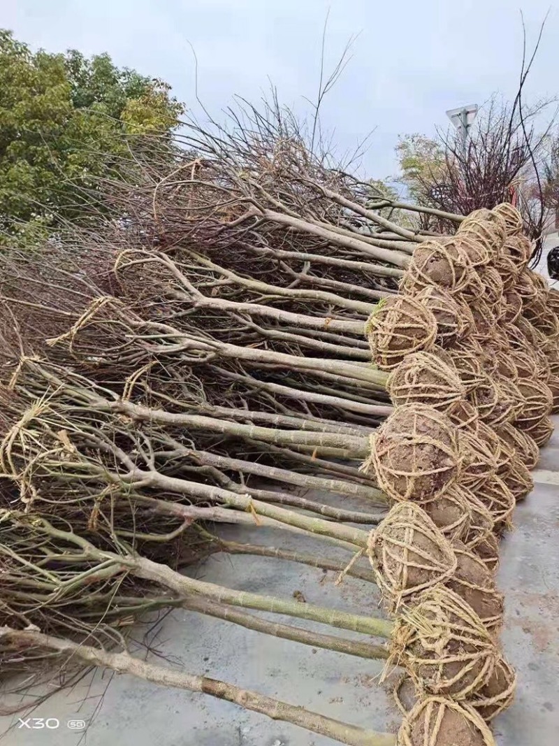 红枫，中国红枫，8公分红枫，10公分红枫，15公分红枫