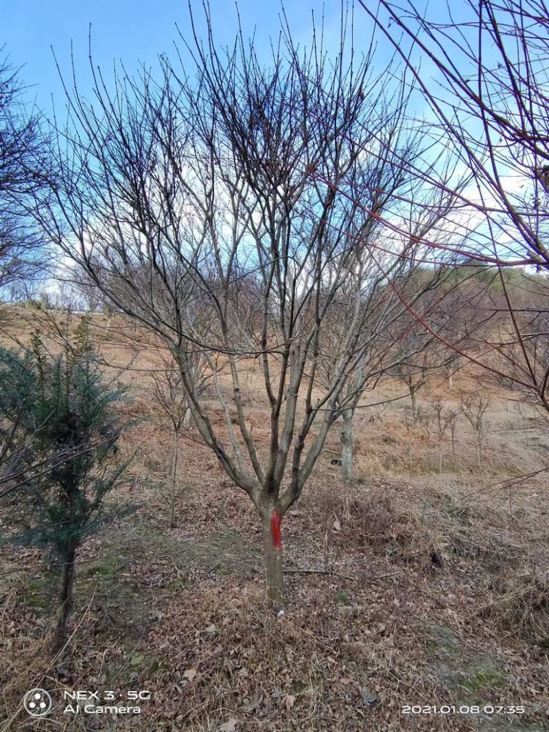 红枫，中国红枫，8公分红枫，10公分红枫，15公分红枫