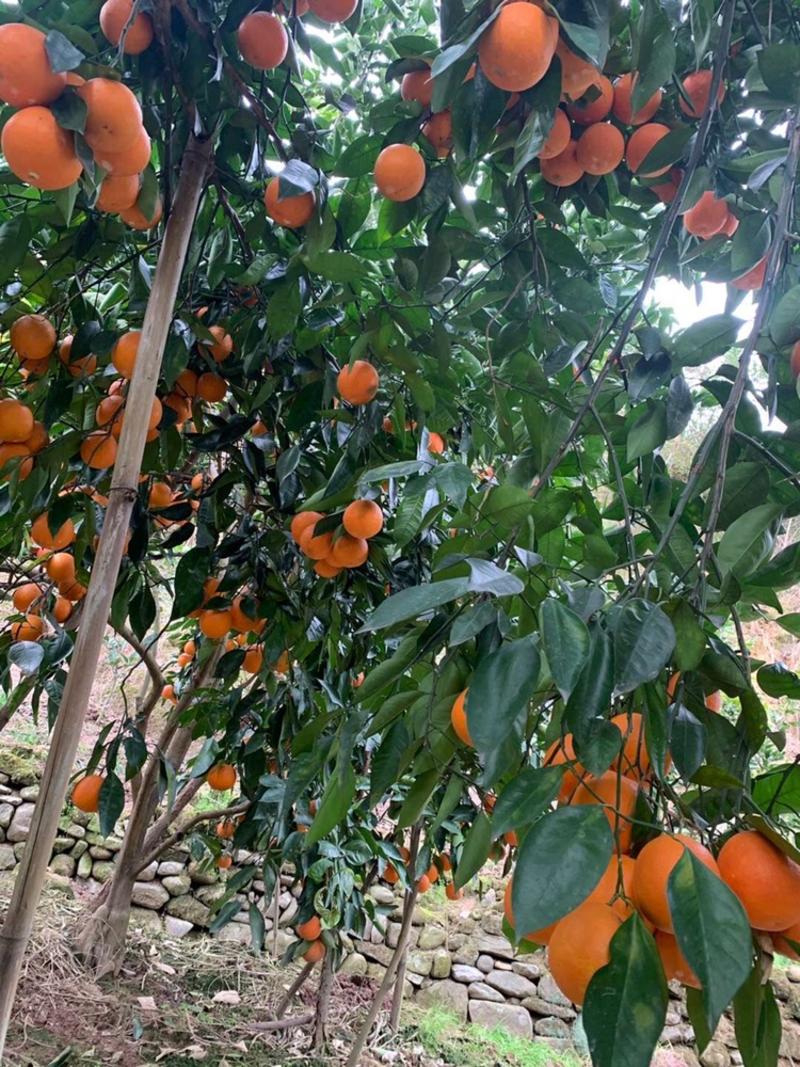 新鲜血橙现货供应果面光滑诚信商家放心购买包质量