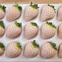 白草莓🍓淡雪白雪草莓