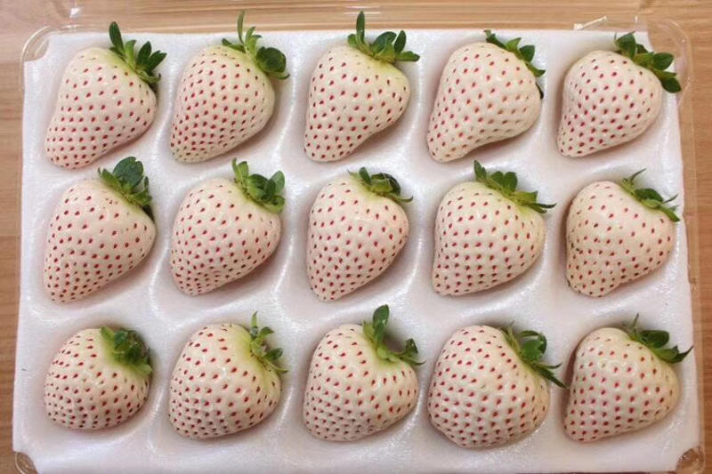 白草莓🍓淡雪白雪草莓