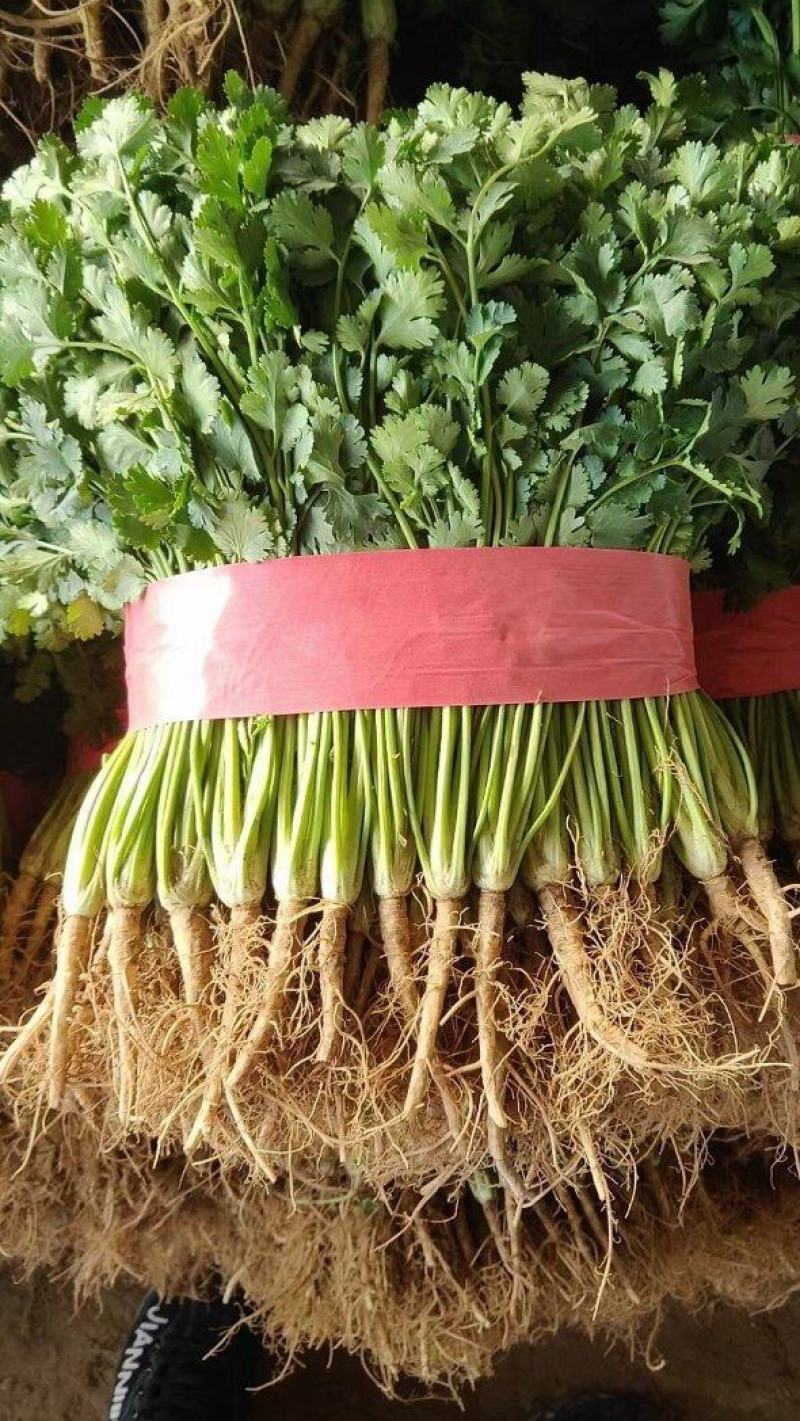 聊城铁杆青香菜大量供应