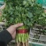聊城铁杆青香菜大量供应