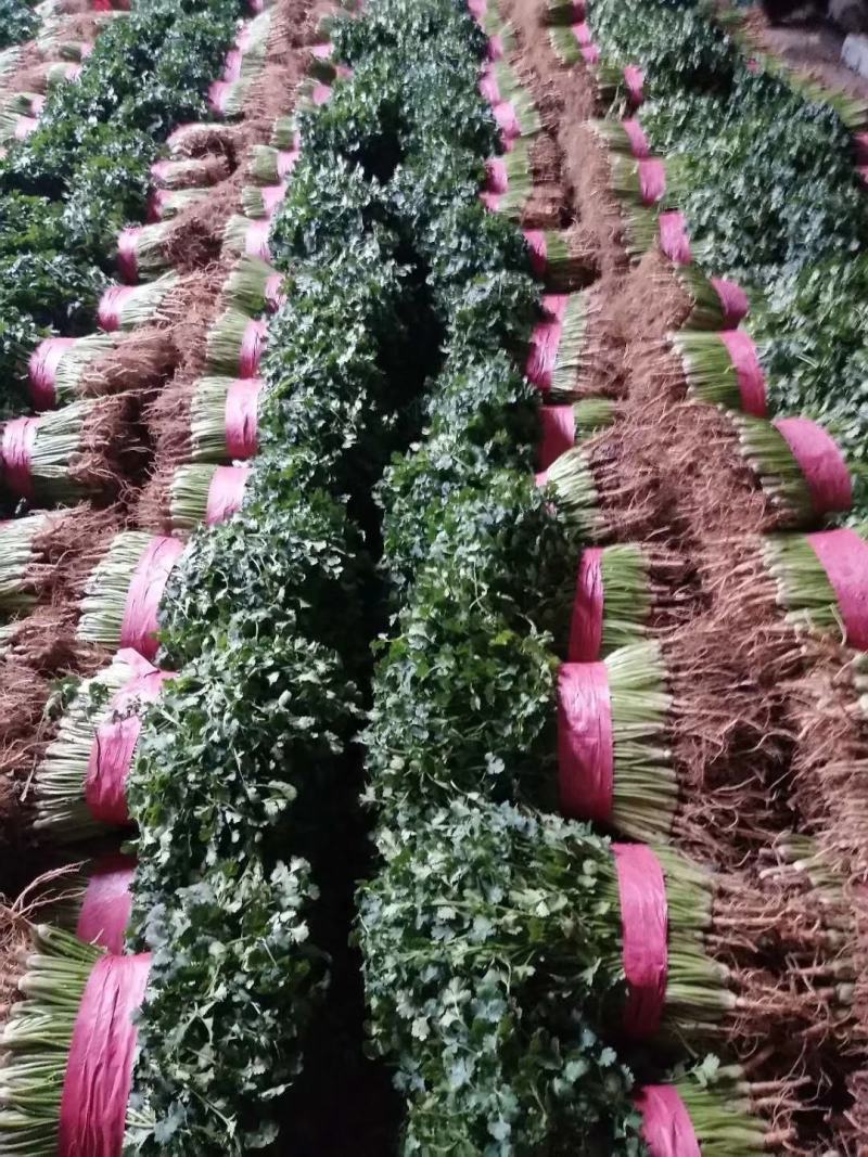 聊城铁杆青香菜大量供应