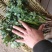聊城铁杆青香菜大量供应