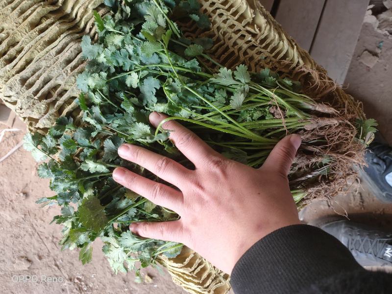 聊城铁杆青香菜大量供应