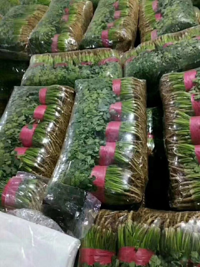 聊城铁杆青香菜大量供应