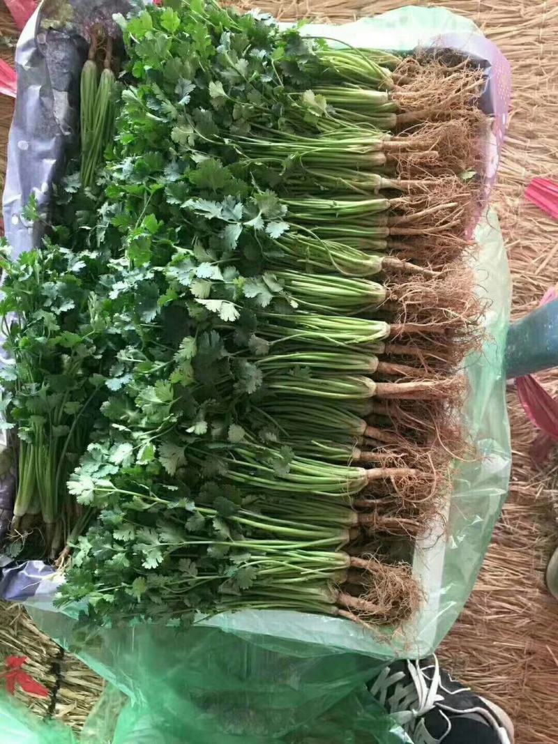 聊城铁杆青香菜大量供应