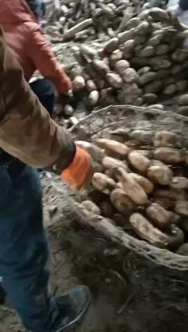 莲菜，自产自销，百亩莲菜基地！欢迎各界朋友前来采购！！！