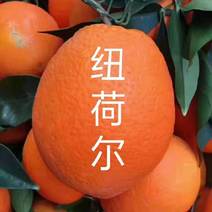 [热销]橙子纽荷尔脐橙年销千万斤诚信经营一手货源欢迎选购