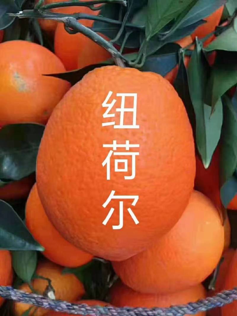 [精选]湖北脐橙纽荷尔脐橙大量供应可视频看货量大从优