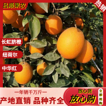 [精选]湖北脐橙纽荷尔脐橙大量供应可视频看货量大从优