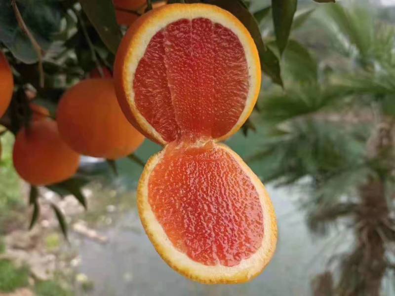 [精选]湖北脐橙纽荷尔脐橙大量供应可视频看货量大从优