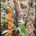 老陈改良香芋香糯甜种植十年山东直供欢迎来电