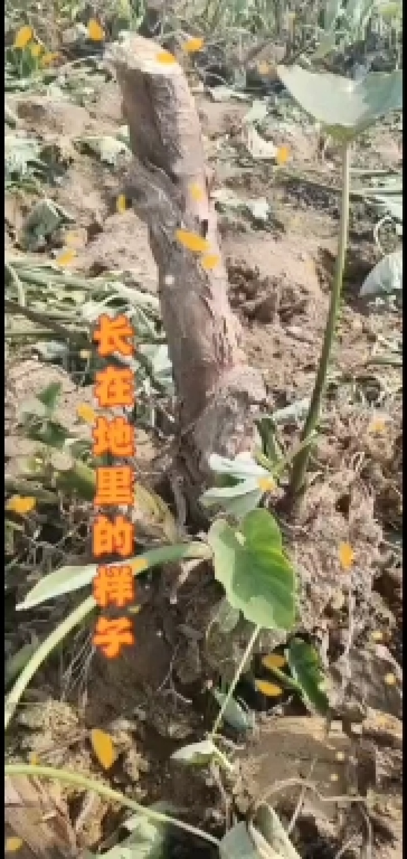 老陈改良香芋香糯甜种植十年山东直供欢迎来电