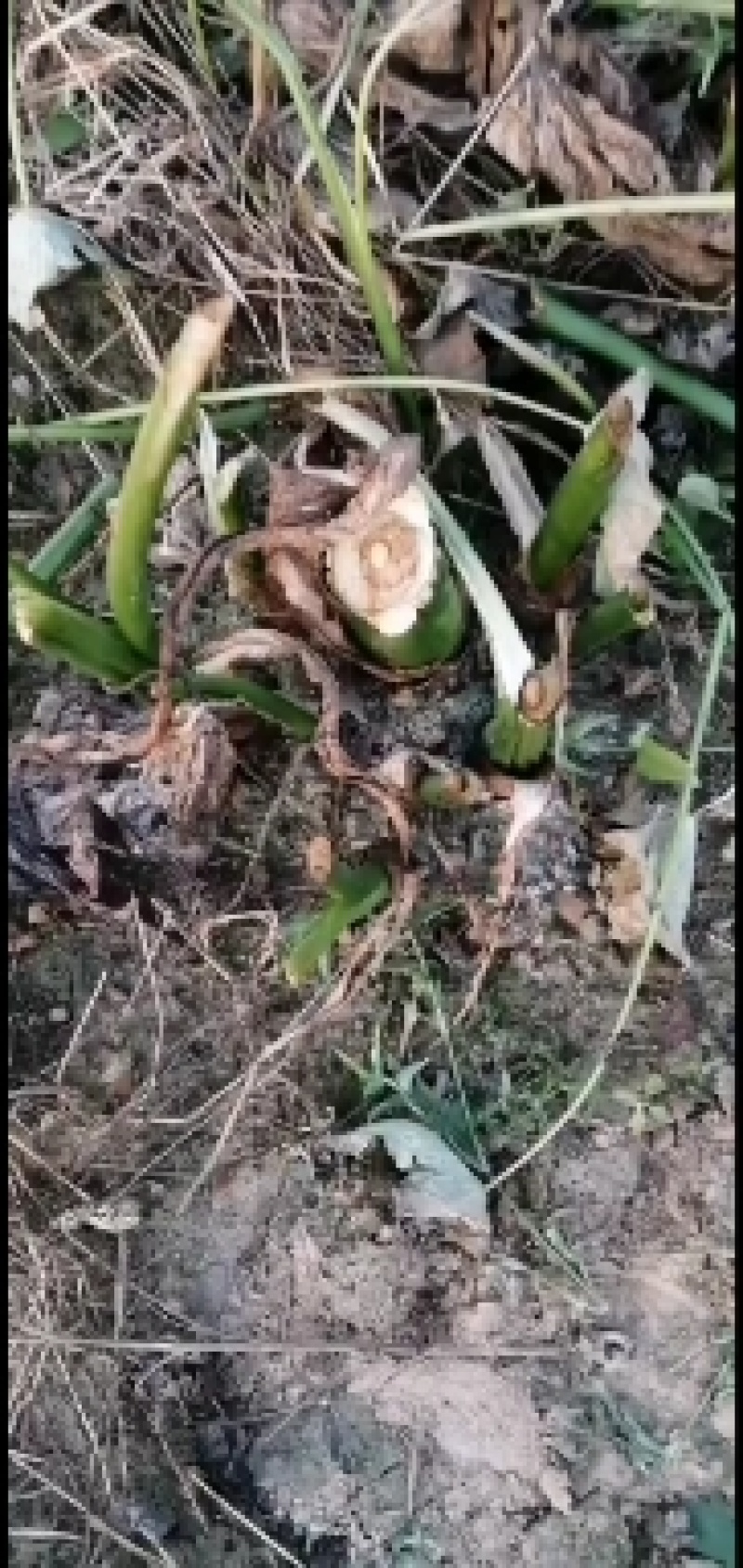 老陈改良香芋香糯甜种植十年山东直供欢迎来电