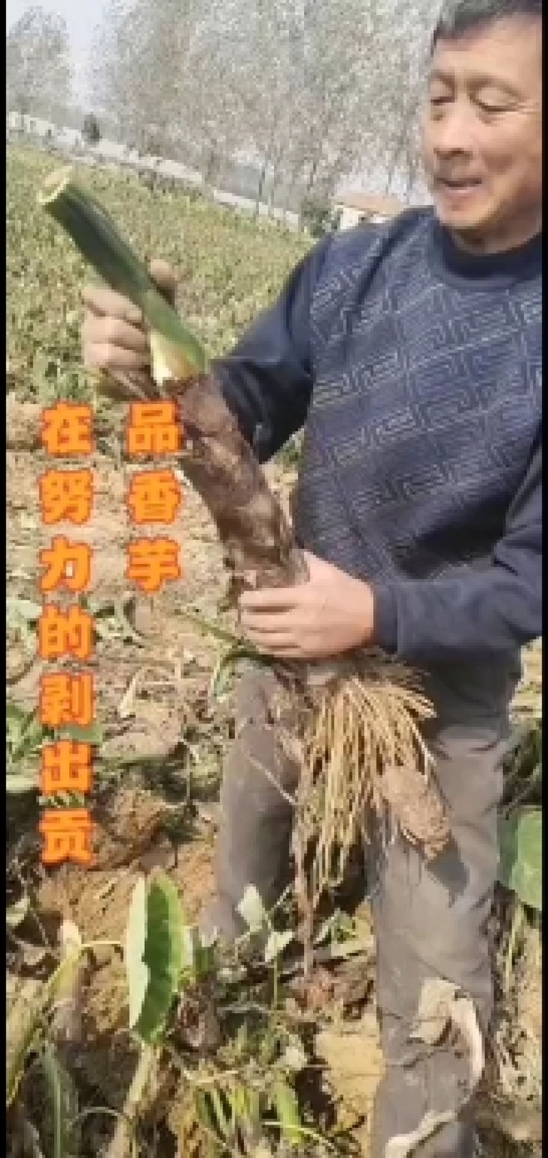 老陈改良香芋香糯甜种植十年山东直供欢迎来电