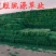 甘肃玉门苜蓿草种植，货源种植面积3万亩产地货源一手货源