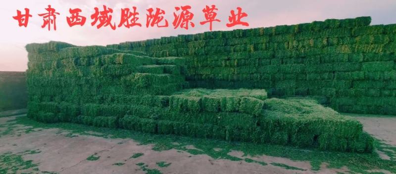 甘肃玉门苜蓿草种植，货源种植面积3万亩产地货源一手货源