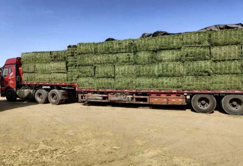 甘肃玉门苜蓿草种植，货源种植面积3万亩产地货源一手货源