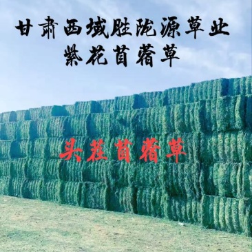甘肃玉门苜蓿草种植，货源种植面积3万亩产地货源一手货源
