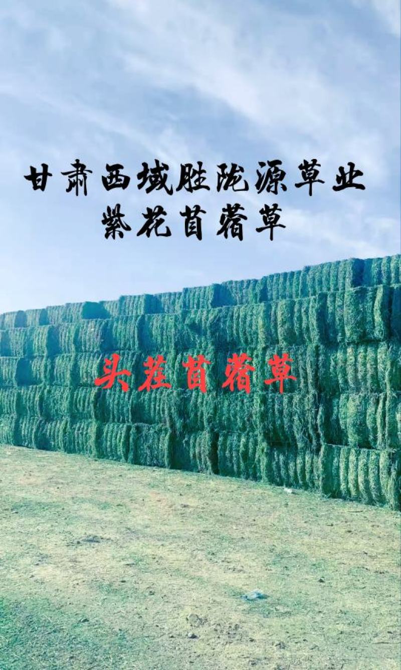 甘肃玉门苜蓿草种植，货源种植面积3万亩产地货源一手货源