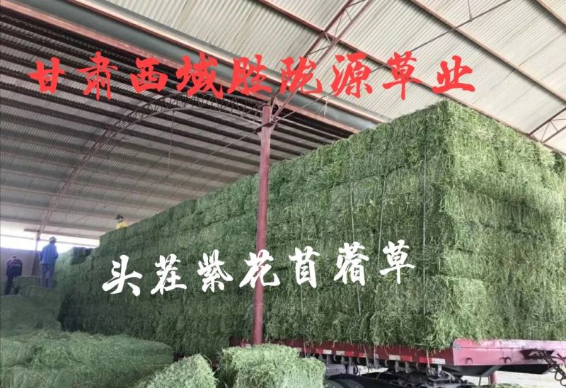 甘肃玉门苜蓿草种植，货源种植面积3万亩产地货源一手货源
