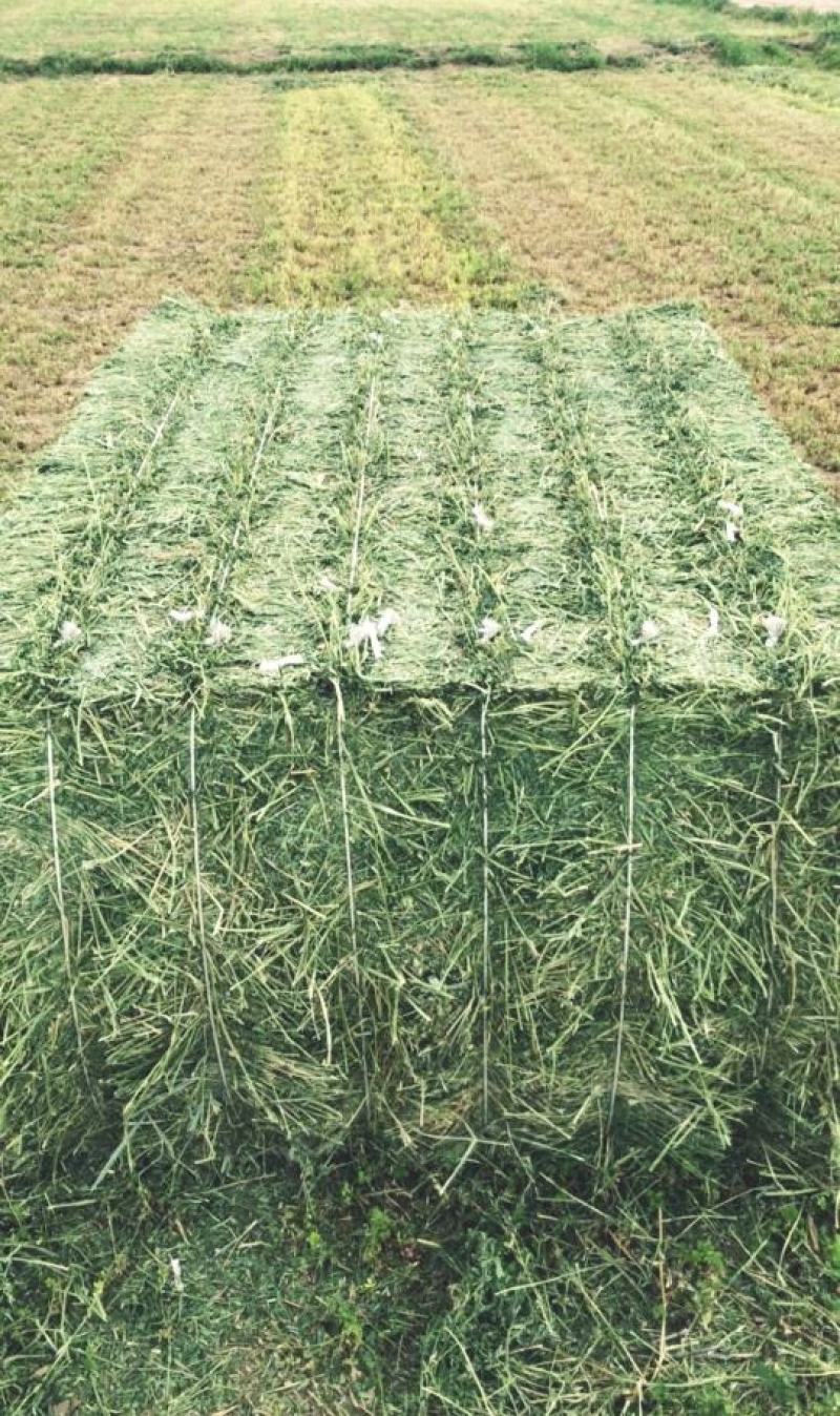 甘肃玉门苜蓿草种植，货源种植面积3万亩产地货源一手货源