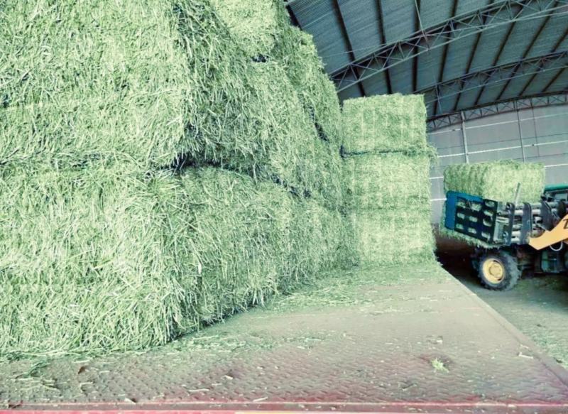 甘肃玉门苜蓿草种植，货源种植面积3万亩产地货源一手货源