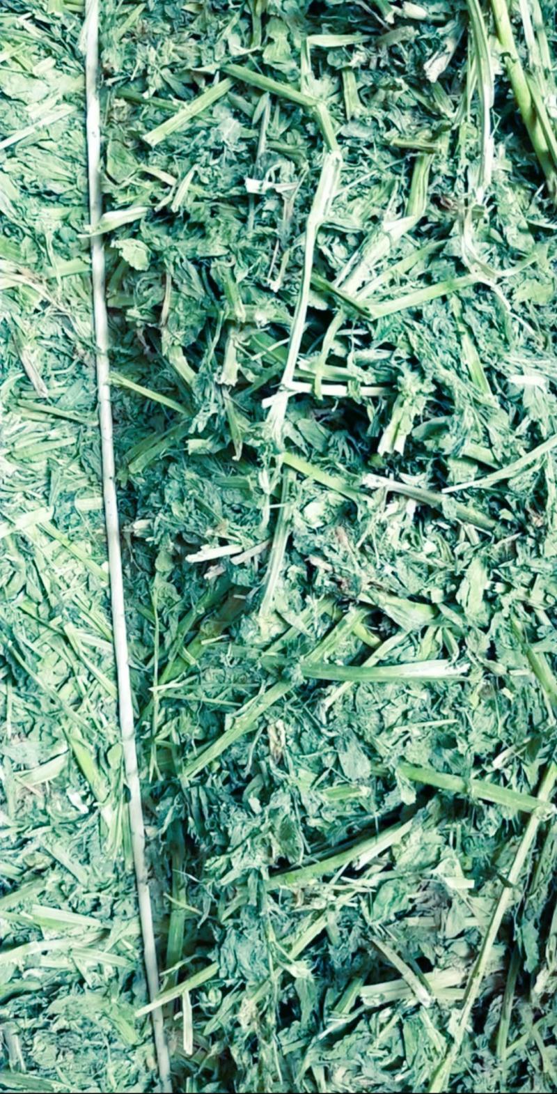 甘肃玉门苜蓿草种植，货源种植面积3万亩产地货源一手货源