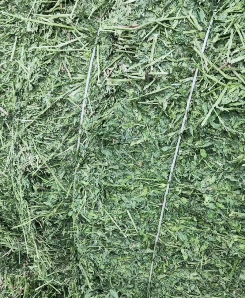 甘肃玉门苜蓿草种植，货源种植面积3万亩产地货源一手货源