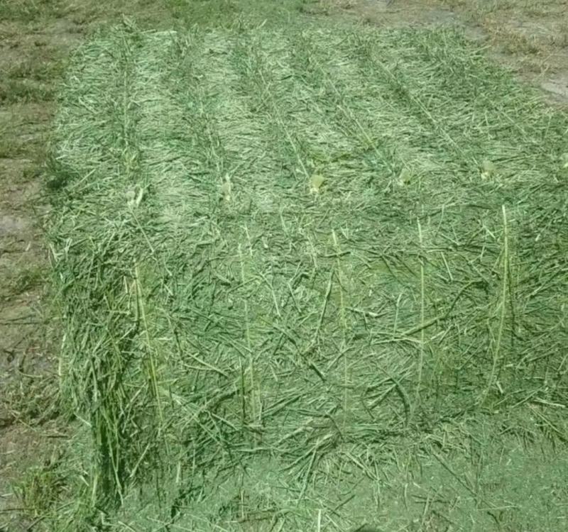 甘肃玉门苜蓿草种植，货源种植面积3万亩产地货源一手货源