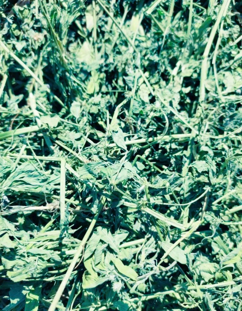 甘肃玉门苜蓿草种植，货源种植面积3万亩产地货源一手货源