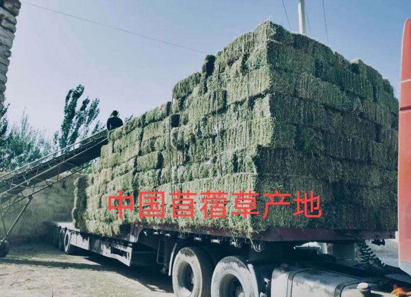 甘肃玉门苜蓿草种植，货源种植面积3万亩产地货源一手货源