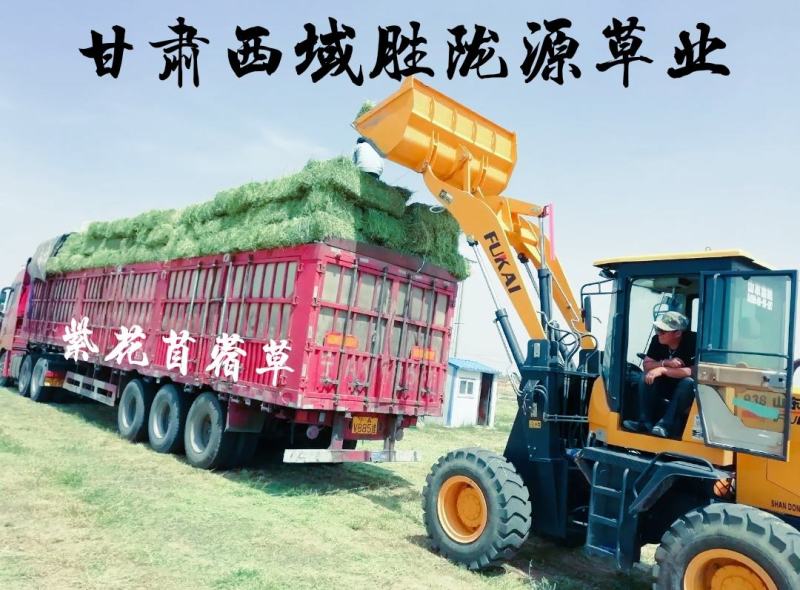 甘肃玉门苜蓿草种植，货源种植面积3万亩产地货源一手货源