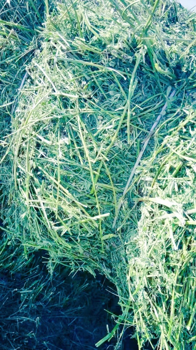 甘肃玉门苜蓿草种植，货源种植面积3万亩产地货源一手货源