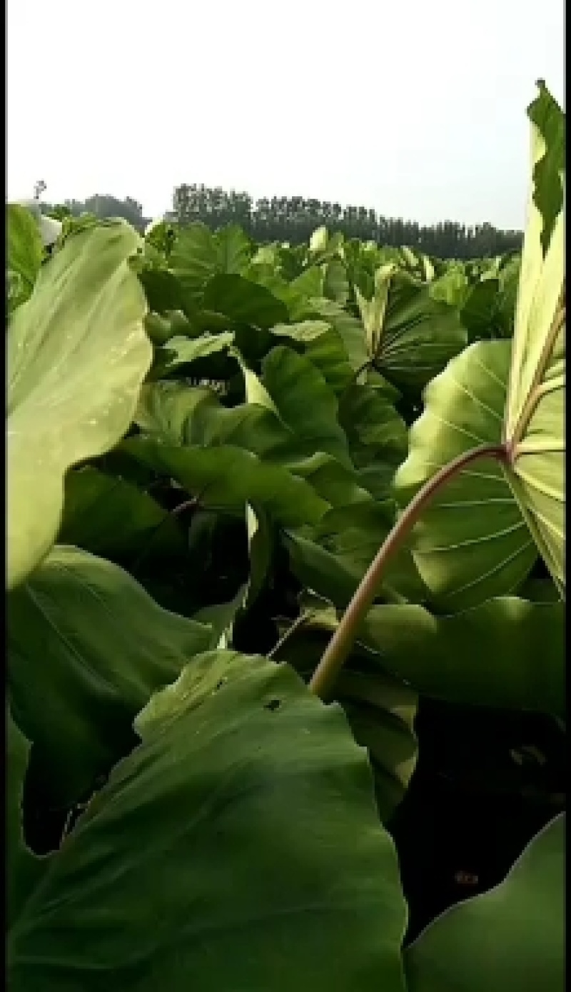 老陈改良香芋种植十年香糯甜很好吃