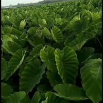 老陈改良香芋种植十年香糯甜很好吃