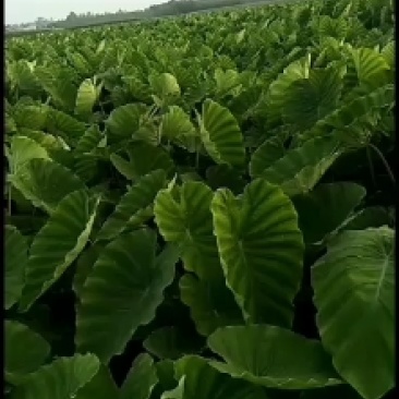 老陈改良香芋种植十年香糯甜很好吃