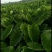 老陈改良香芋种植十年香糯甜很好吃