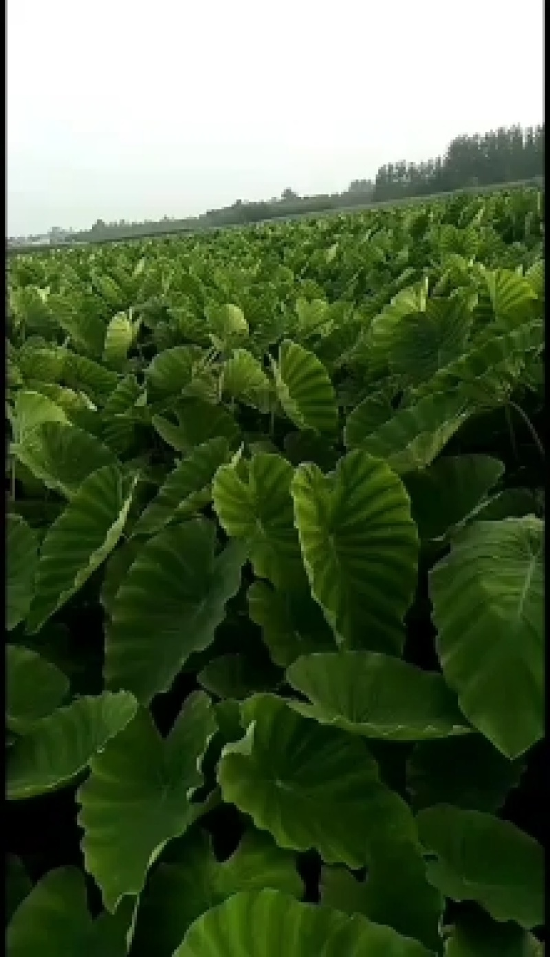 老陈改良香芋种植十年香糯甜很好吃