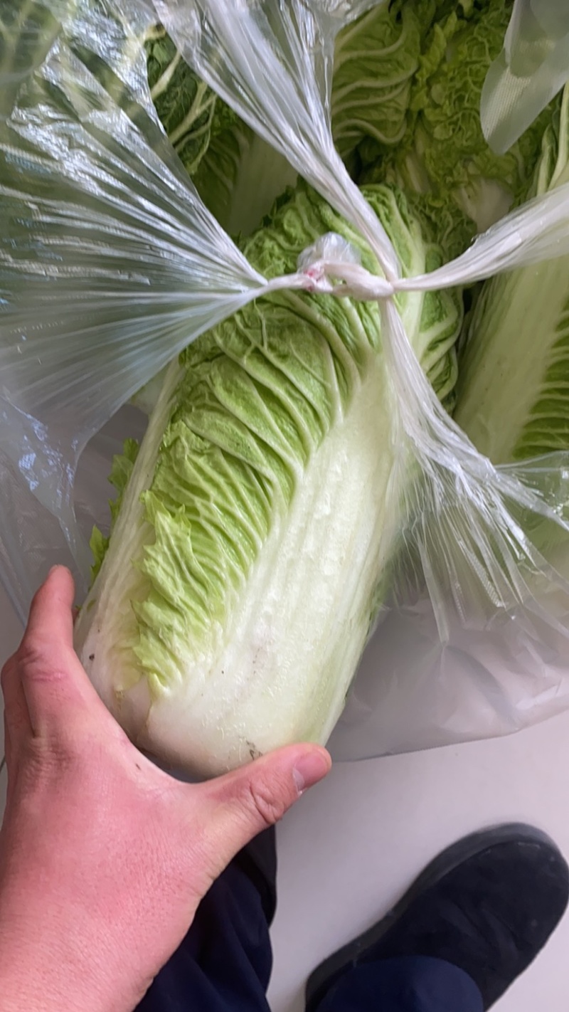 自家种的北京3号大白菜